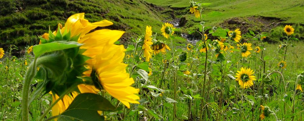 Sunflowers leading the way